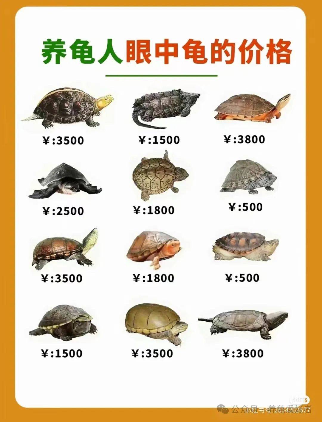 "中华鳖最贵三个品种，价格高昂稀有罕见，养殖技术难度极高，收藏市场备受追捧"