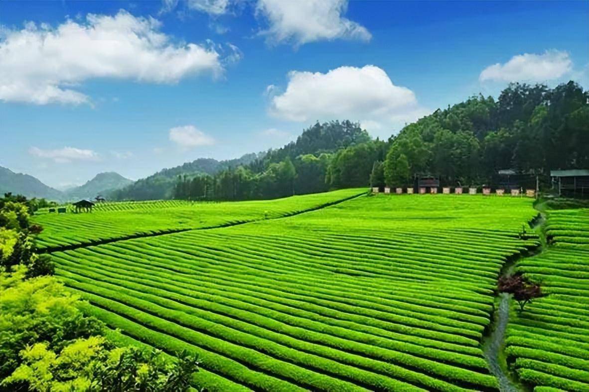 湖南茶文康生物科技有限公司-传，深耕茶文化健康产业，以科技创新驱动发展，谱写生物科技新篇章