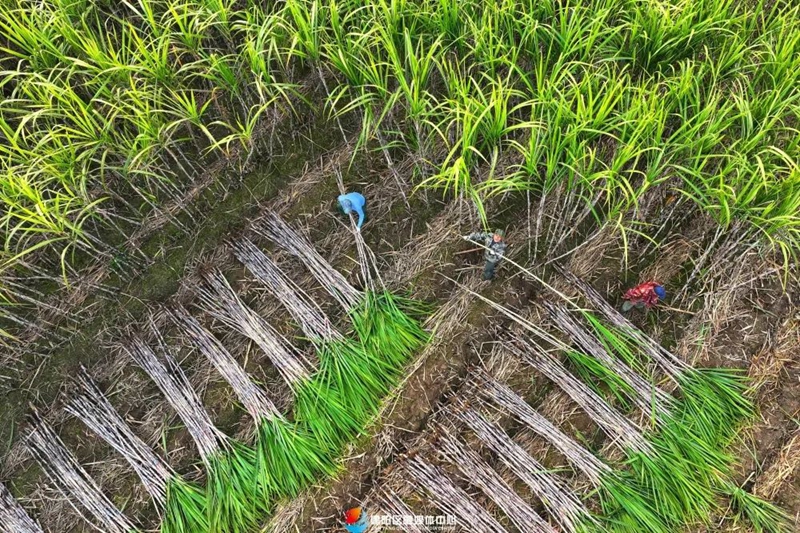 广西制糖2026年最新消息,产业升级加速推进,甘蔗种植面积创新高,绿色发展成效显著 广西制糖2026年最新消息,产业升级加速推进,甘蔗种植面积创新高,绿色发展成效显著