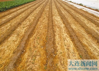 农夫激情点燃乡村梦想，汗水浇灌希望田野，金秋收获累累硕果，幸福笑容绽放四季