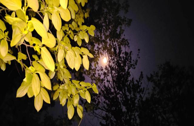 月色导航指引方向，皎洁月光洒落大地，温柔夜色拥抱归途，星辰相伴照亮远方