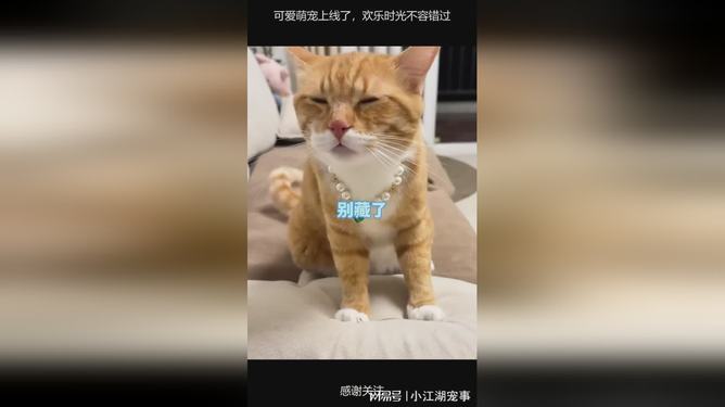 澳门六盒宝曲2025年版猜谜语跟，趣味谜题等你来挑战，解开谜底赢取大奖，欢乐时光不容错过