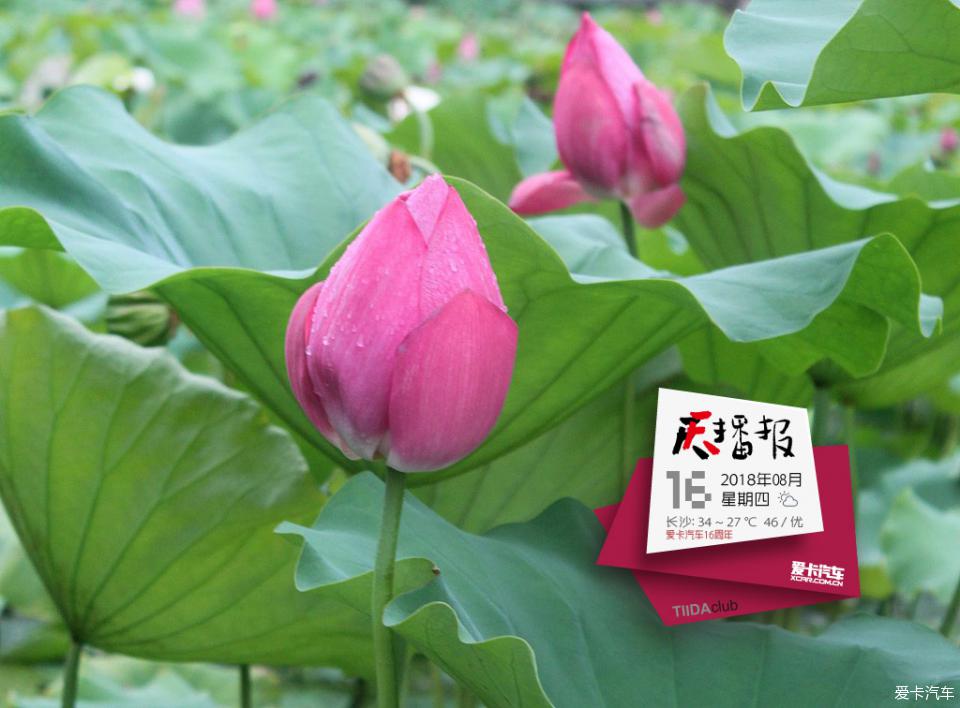 二四六天天好(944cc)246天彩资料大全大乐透，精准预测助您轻松中奖，专业分析每日更新不断，海量数据尽在掌握之中