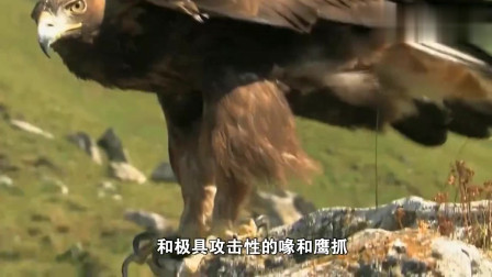 广东鹰坛高手00334比赛直播火热开启，各路猛禽激烈角逐，驯鹰绝技轮番上演，冠军花落谁家令人期待