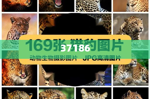 493333王中王凤凰网网站查询，提供精准彩票开奖信息，涵盖各类彩种数据，助您轻松掌握最新动态