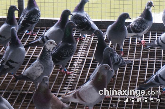 广东鹰坛136002com，汇聚岭南赛鸽高手，分享竞翔经验技巧，共筑信鸽交流平台