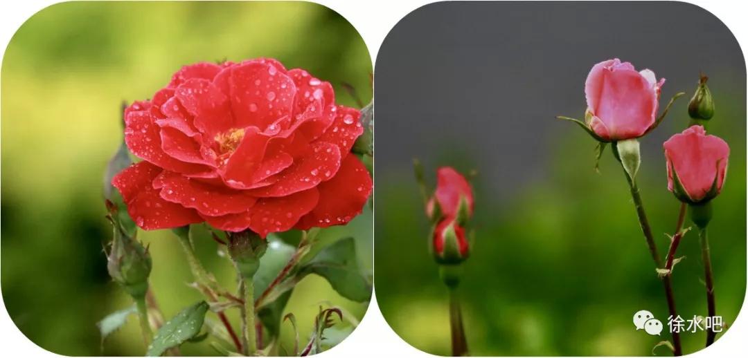 7777788888香飘满屋，沁人心脾，让人沉醉，久久难忘这份独特芬芳