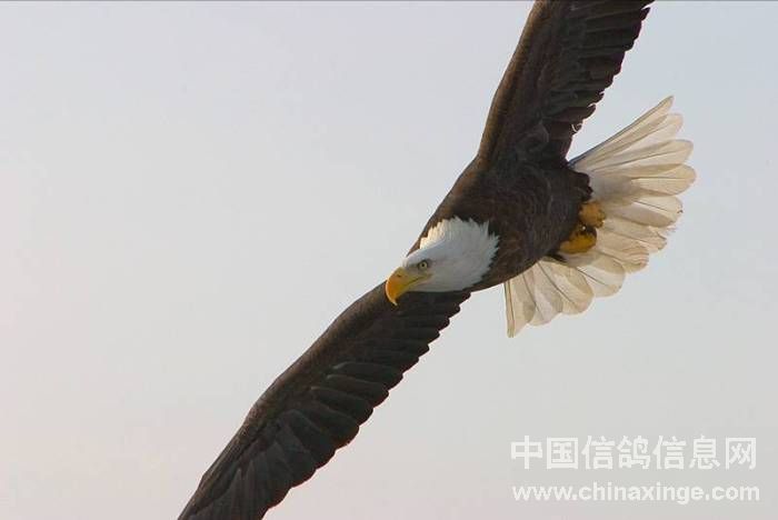 "136112广东鹰坛论坛，汇聚岭南精英，畅谈时事风云，共建智慧交流平台"