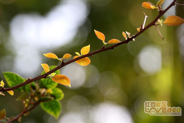 芳草地坛，春意盎然，百花争艳，游人如织流连忘返