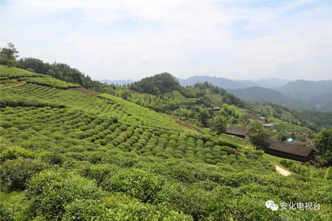 湖南茶文康生物科技有限公司-传，深耕茶文化健康产业，以科技创新驱动发展，谱写生物科技新篇章