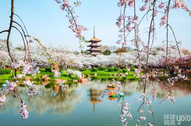 2025新澳芳草地最新活动璀璨启幕，春日限定花海盛景惊艳绽放，亲子互动乐园欢乐升级，星空露营派对浪漫来袭
