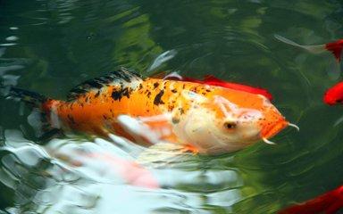 精准管家生肖预测，运势解析一目了然，吉凶祸福提前知晓，助你把握人生机遇